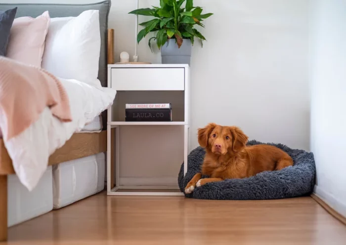 Choosing the Right Bed for your Dog