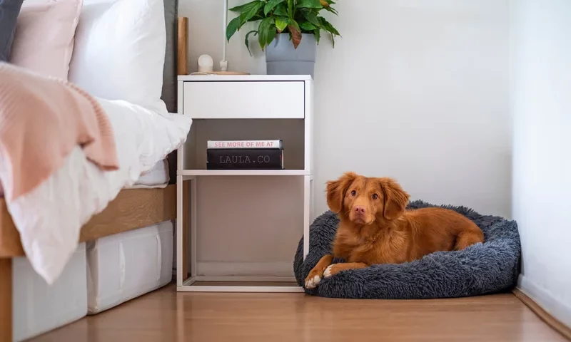 Choosing the Right Bed for your Dog